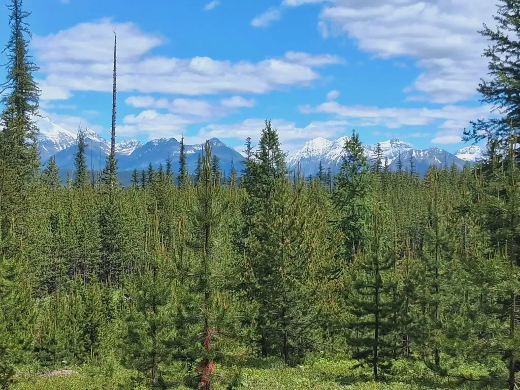 11532 North Fork Road Polebridge MT 59928