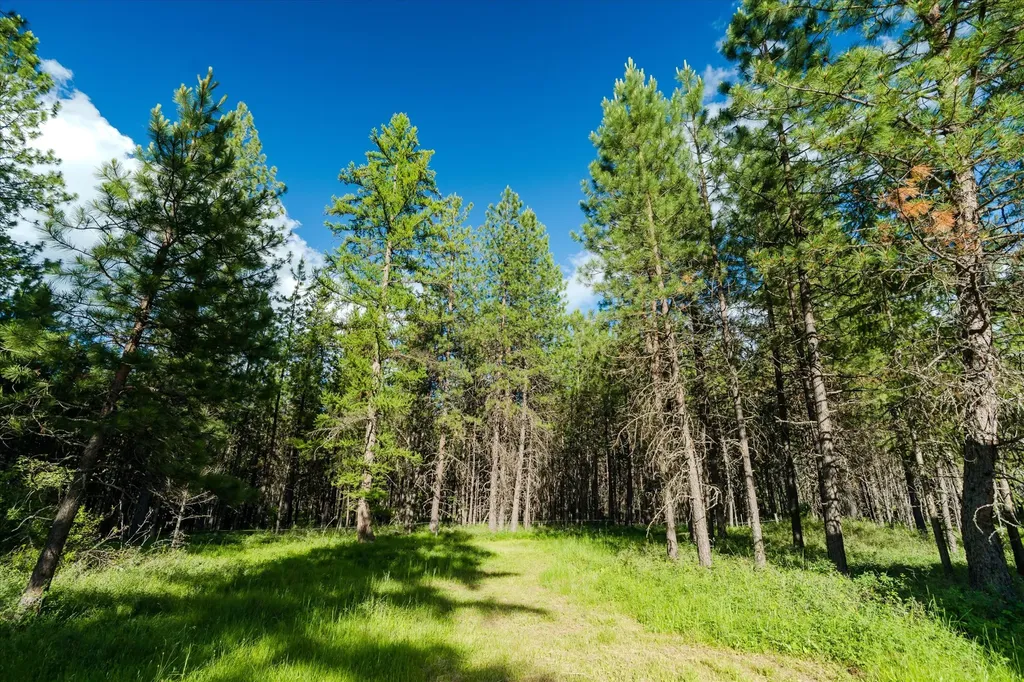 429 Trout Creek Road Trout Creek MT 59874