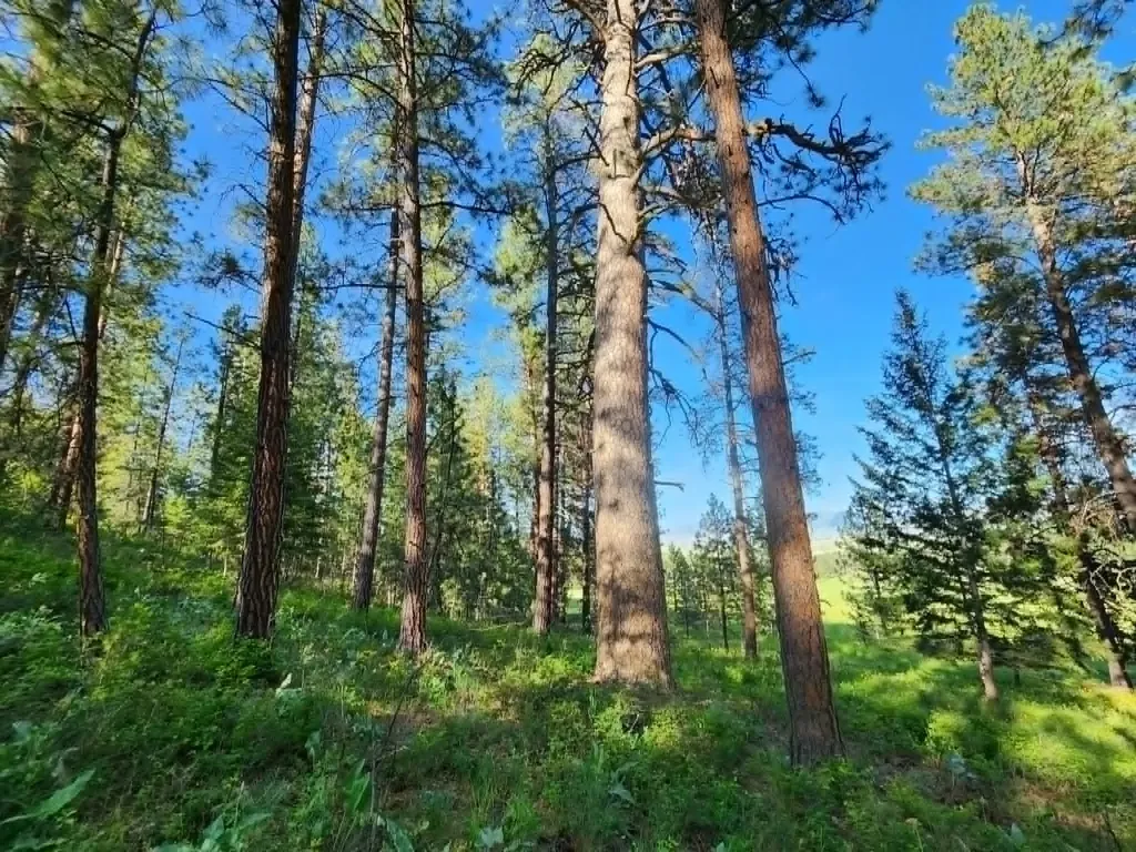 Nhn Old Hot Springs Road Hot Springs MT 59845