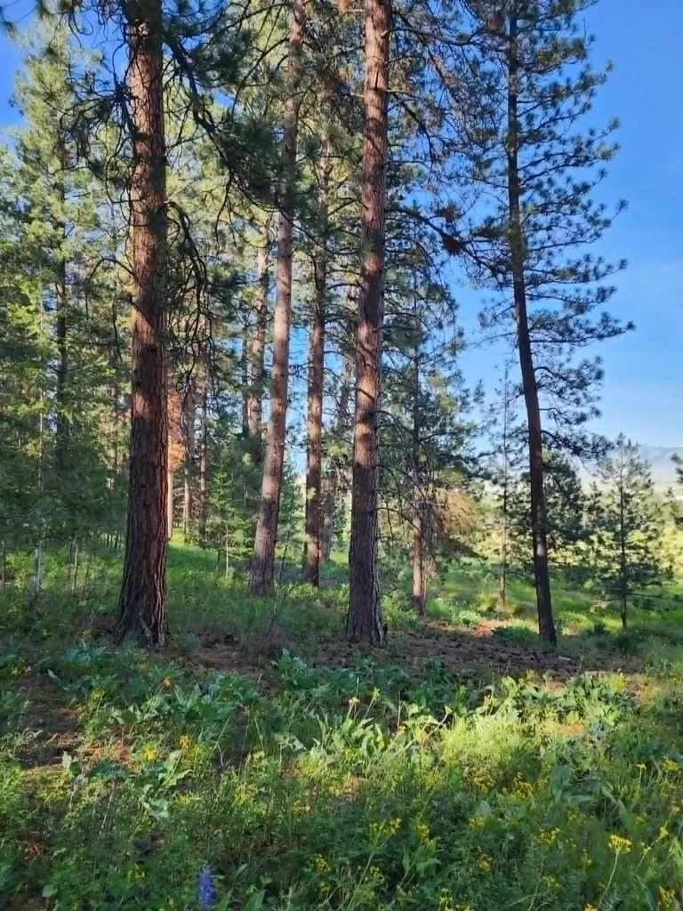 Nhn Old Hot Springs Road Hot Springs MT 59845