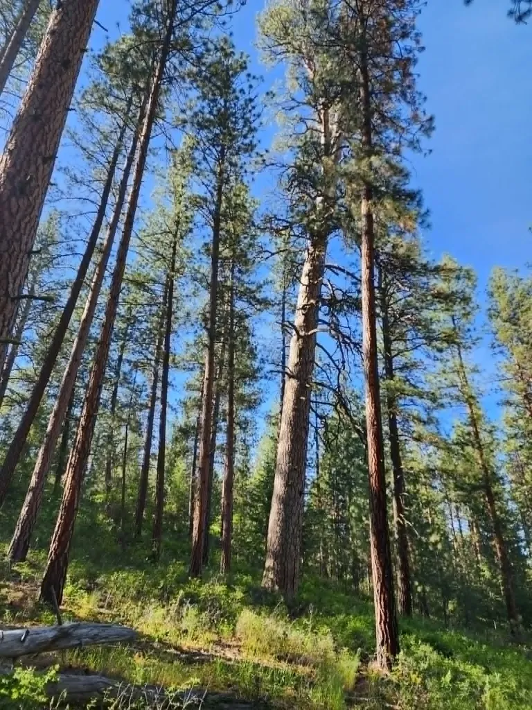 Nhn Old Hot Springs Road Hot Springs MT 59845