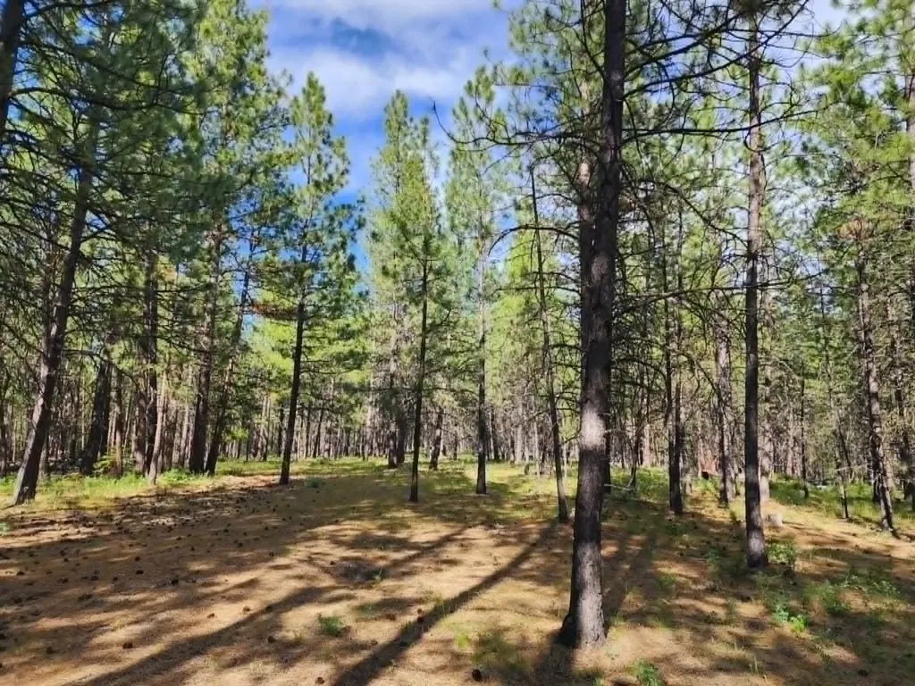 Nhn Old Hot Springs Road Hot Springs MT 59845