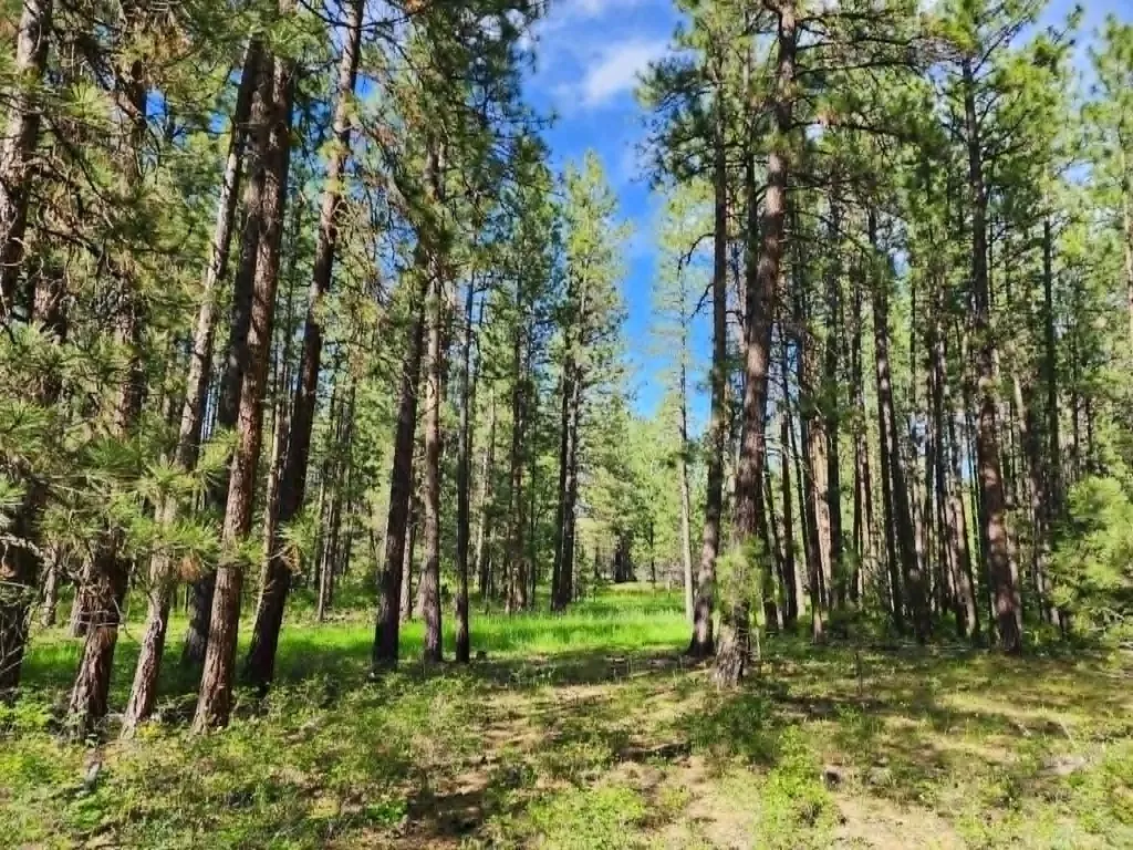 Nhn Old Hot Springs Road Hot Springs MT 59845