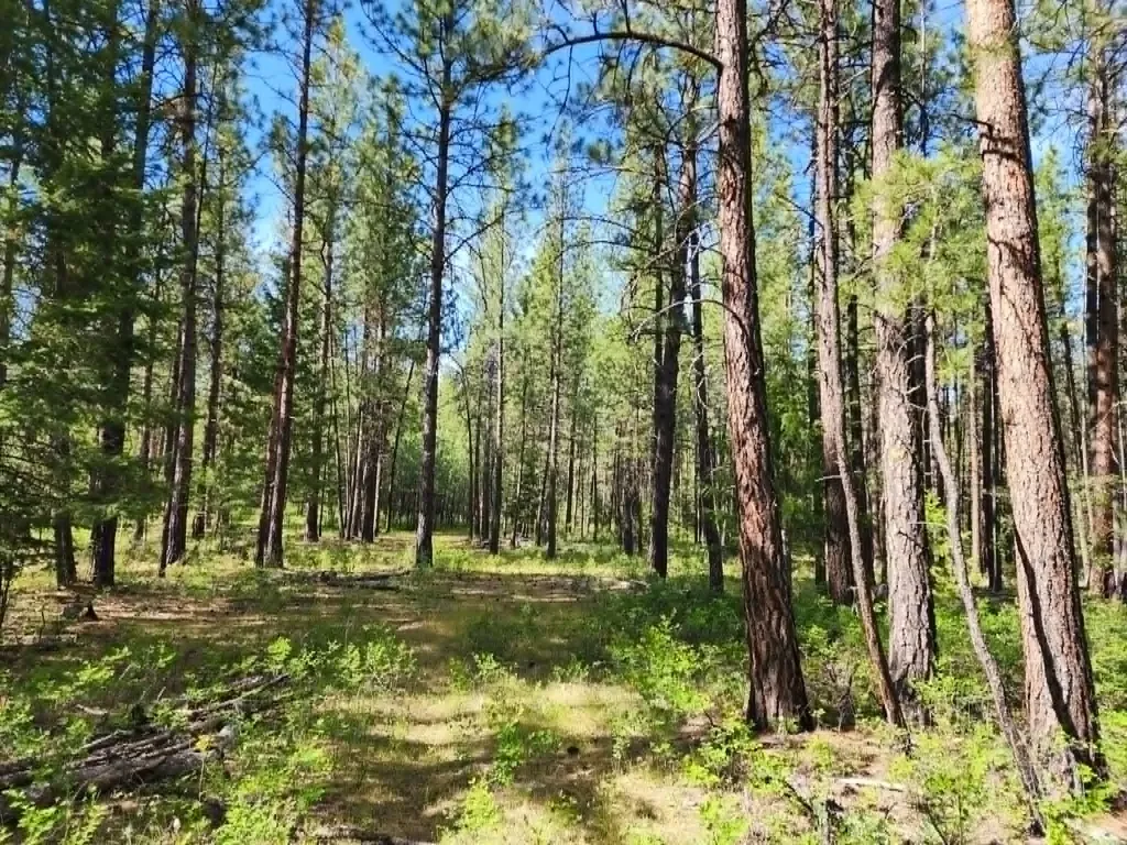 Nhn Old Hot Springs Road Hot Springs MT 59845