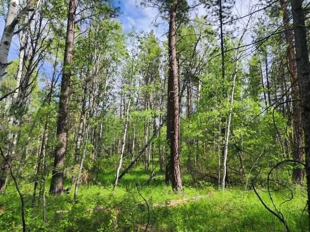 Nhn Stobie Lane Hot Springs MT 59845