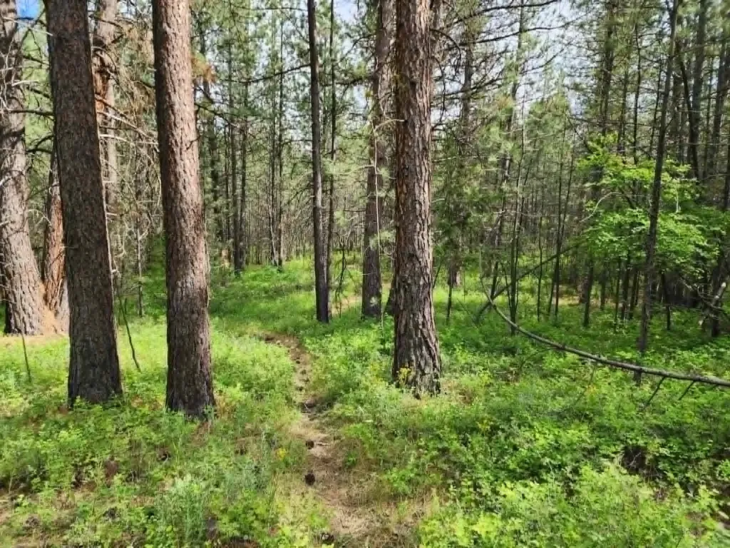 Nhn Old Hot Springs Road Hot Springs MT 59845