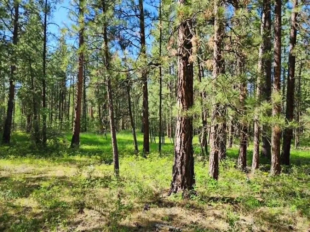 Nhn Stobie Lane Hot Springs MT 59845