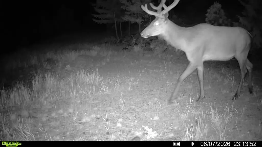 Nhn Bighorn Ranch Plains MT 59859