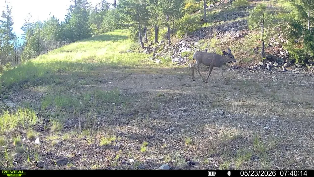 Nhn Bighorn Ranch Plains MT 59859