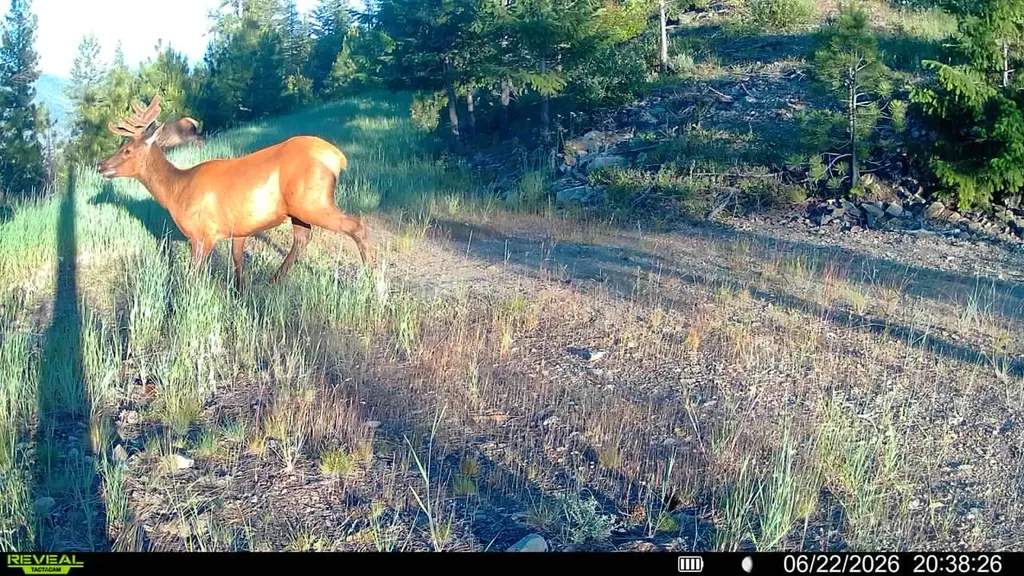 Nhn Bighorn Ranch Plains MT 59859