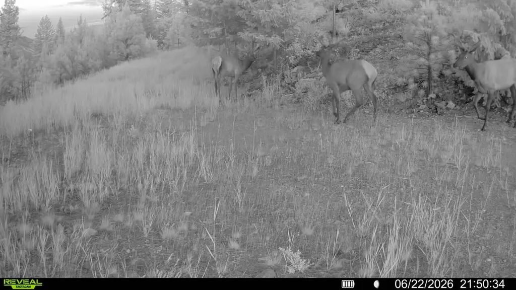 Nhn Bighorn Ranch Plains MT 59859