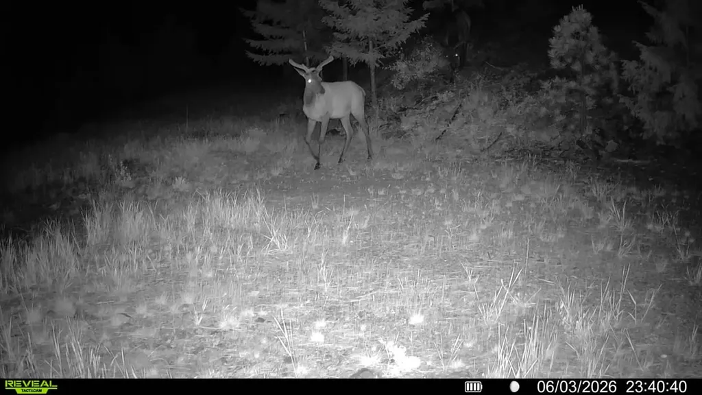Nhn Bighorn Ranch Plains MT 59859