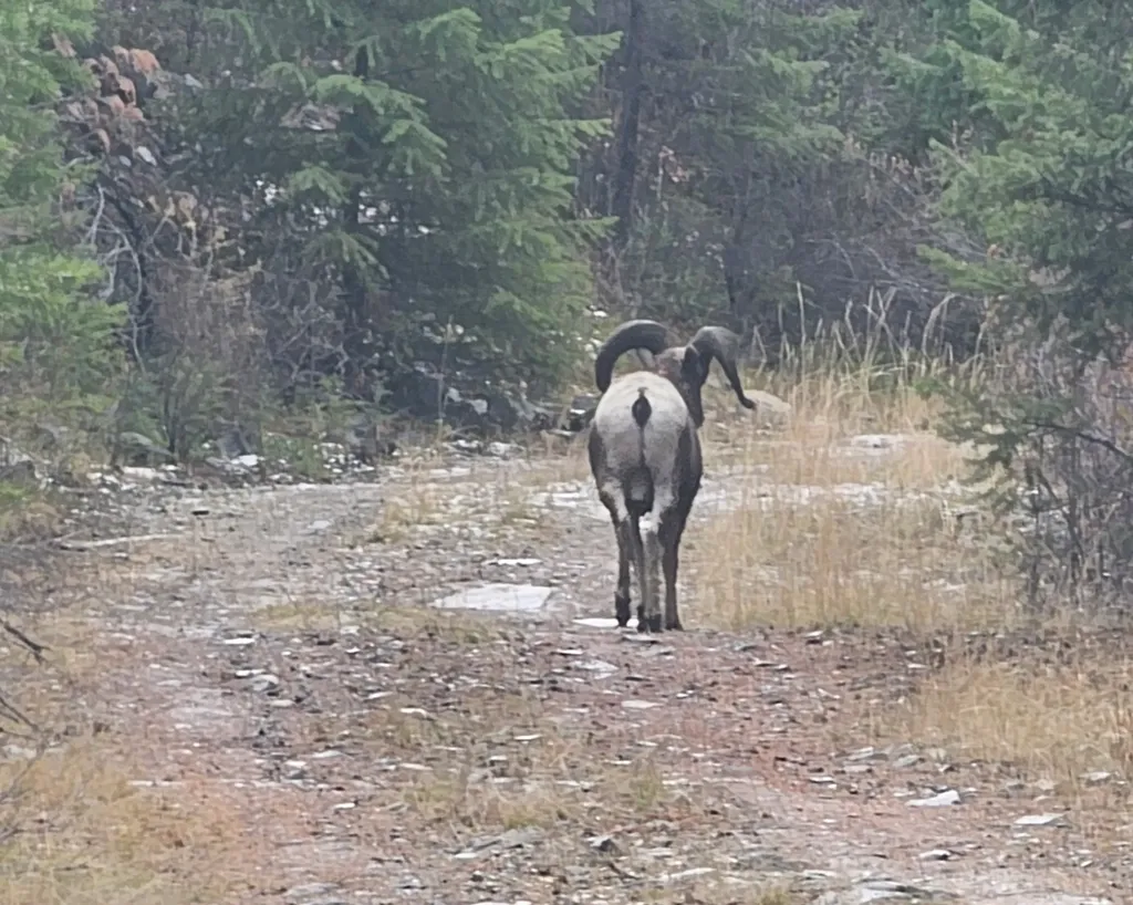 Nhn Bighorn Ranch Plains MT 59859
