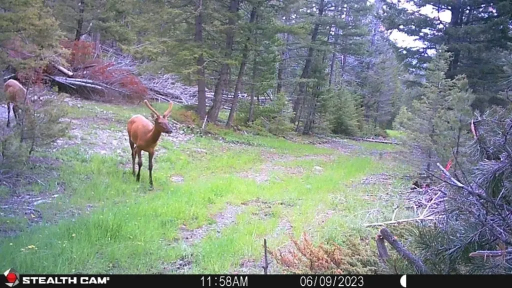 Crow Bar Indian Creek Road Townsend MT 59644