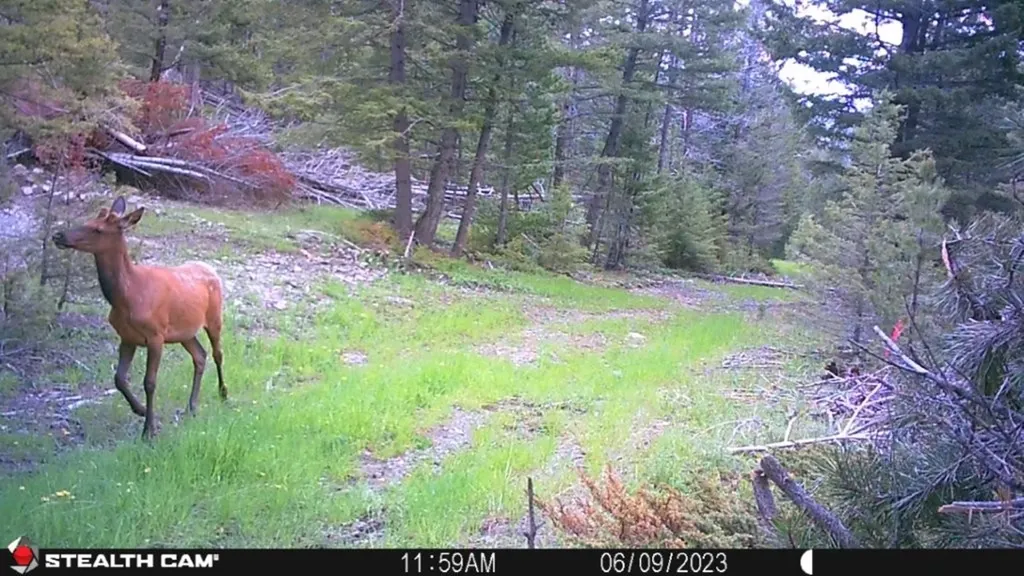 Crow Bar Indian Creek Road Townsend MT 59644