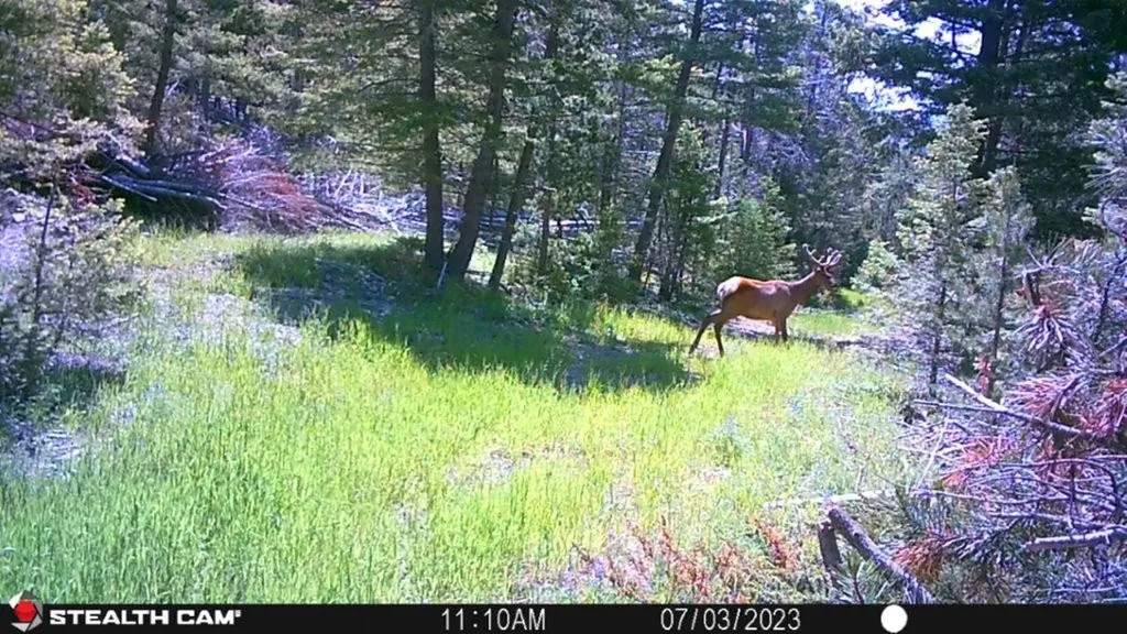 Crow Bar Indian Creek Road Townsend MT 59644
