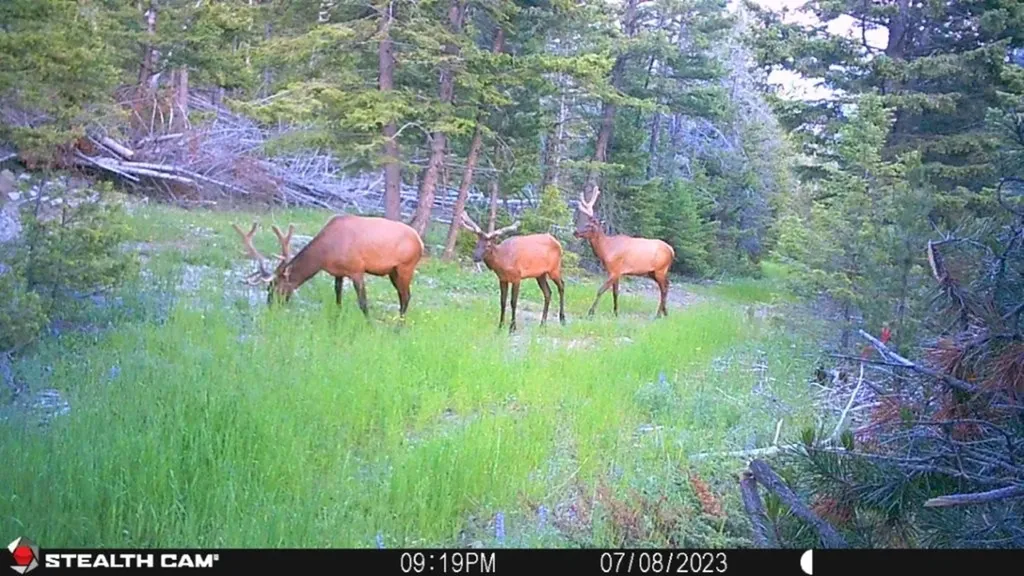 Crow Bar Indian Creek Road Townsend MT 59644
