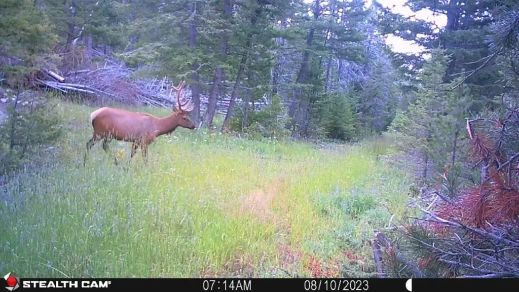 Crow Bar Indian Creek Road Townsend MT 59644