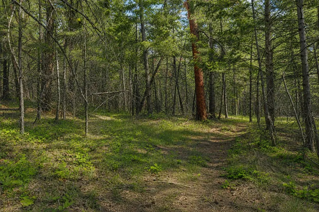 2025 Haywire Gulch Kalispell MT 59901