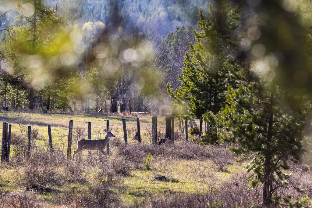 3180 Browns Meadow Road Kila MT 59920