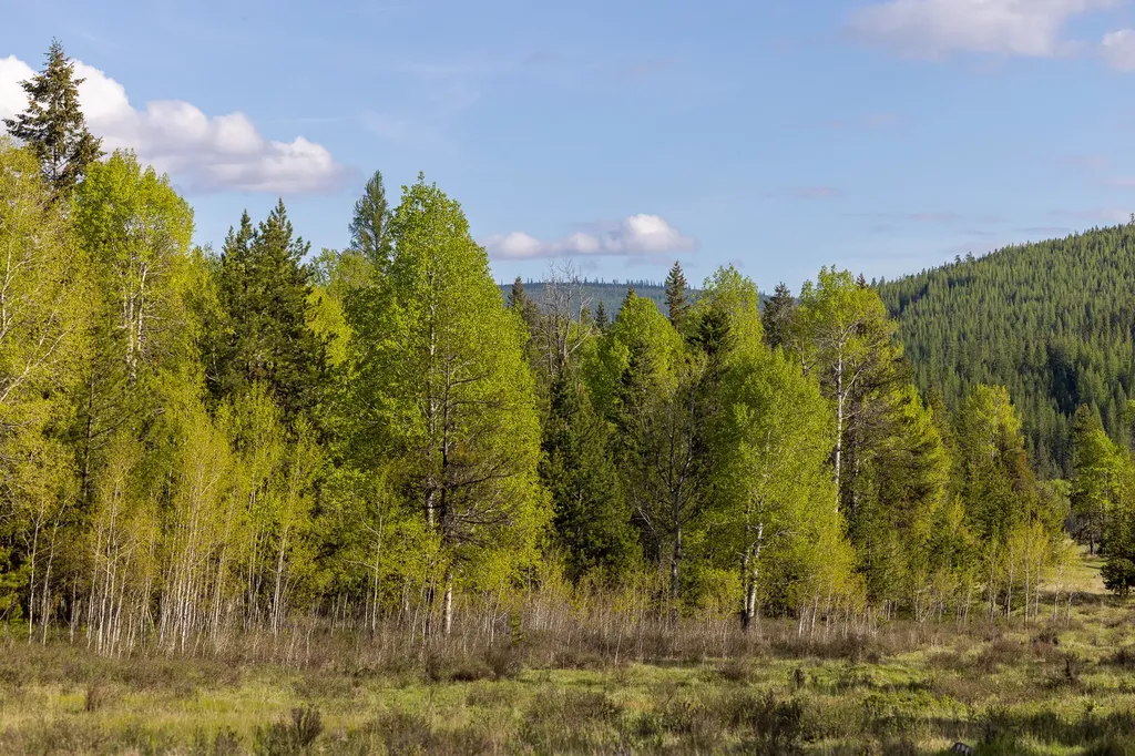 3180 Browns Meadow Road Kila MT 59920