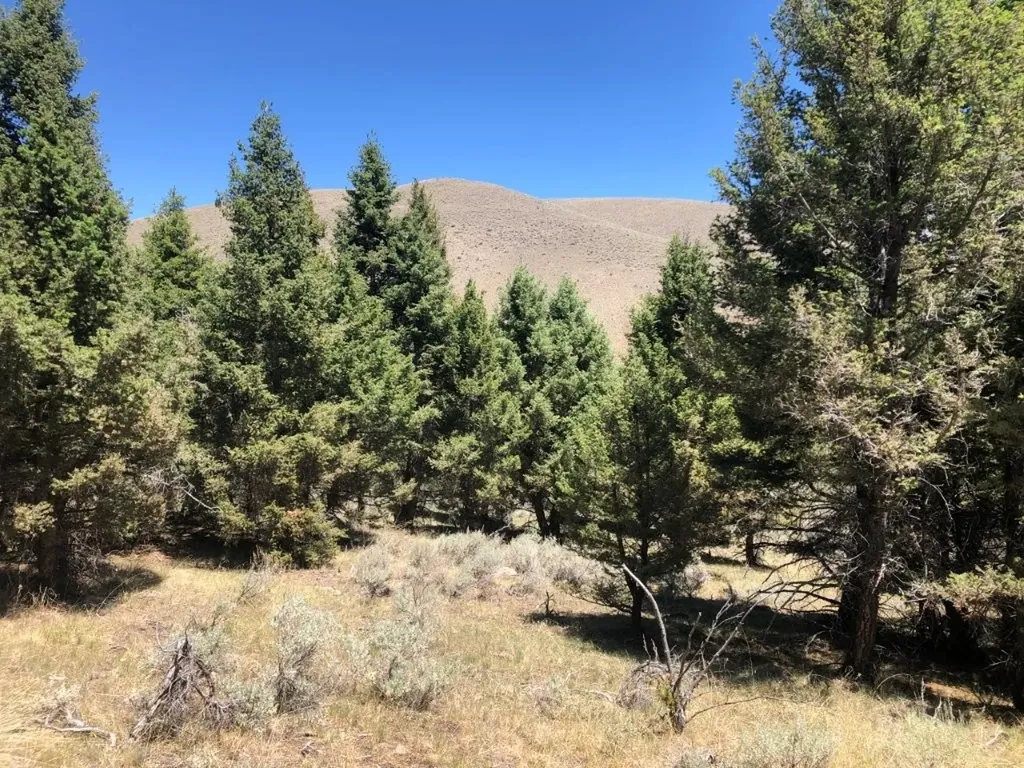 Tbd Camp Creek Road Melrose MT 59743