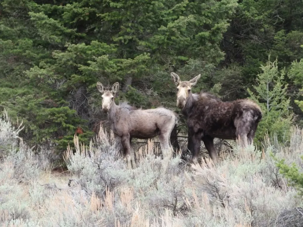 Tbd Camp Creek Road Melrose MT 59743