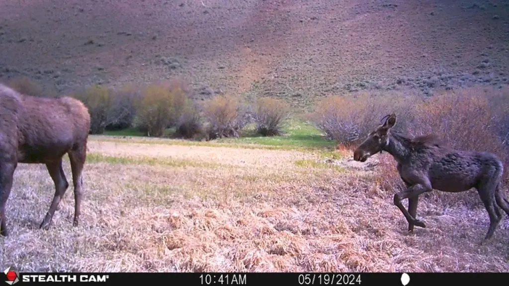 Tbd Camp Creek Road Melrose MT 59743