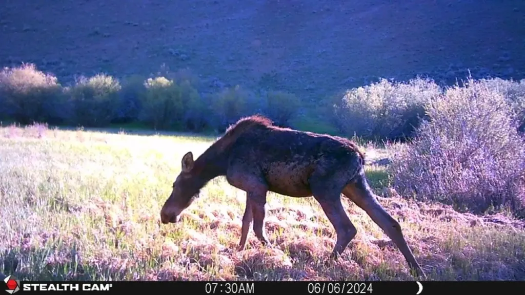 Tbd Camp Creek Road Melrose MT 59743