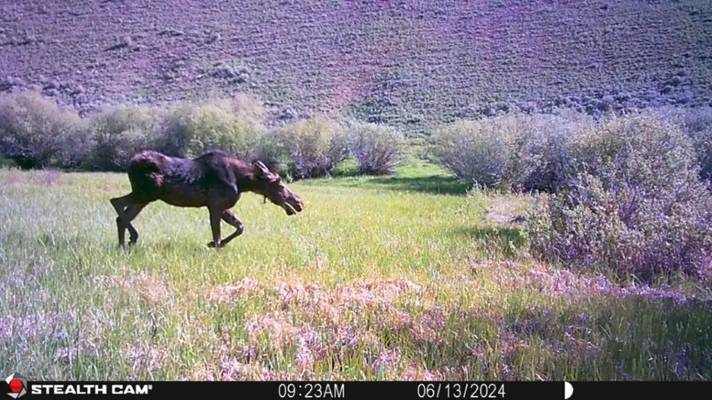 Tbd Camp Creek Road Melrose MT 59743