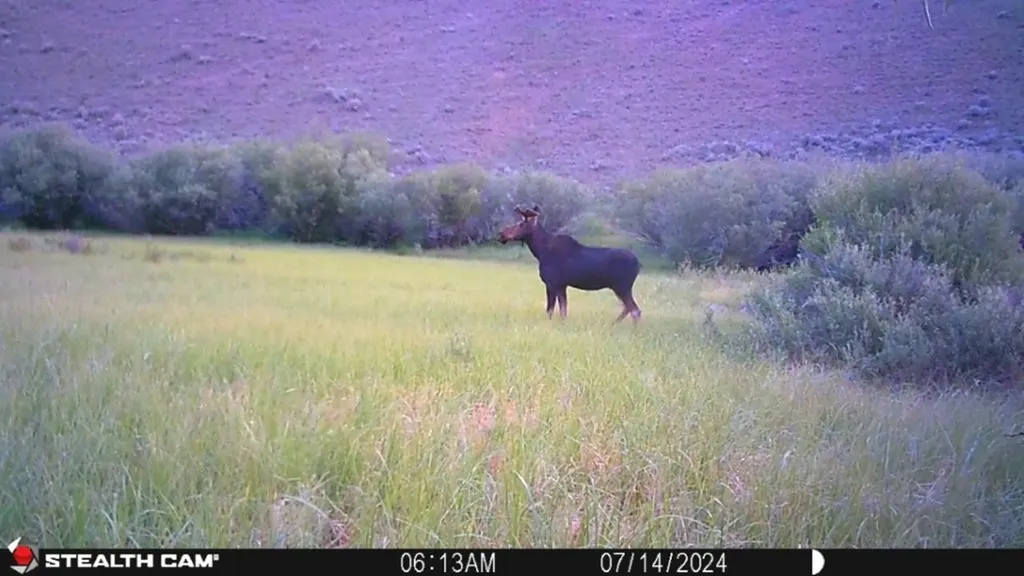 Tbd Camp Creek Road Melrose MT 59743