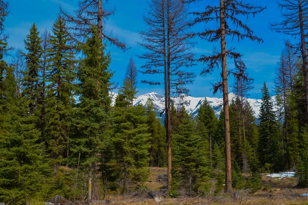 Nhn Scenic Drive Condon MT 59826
