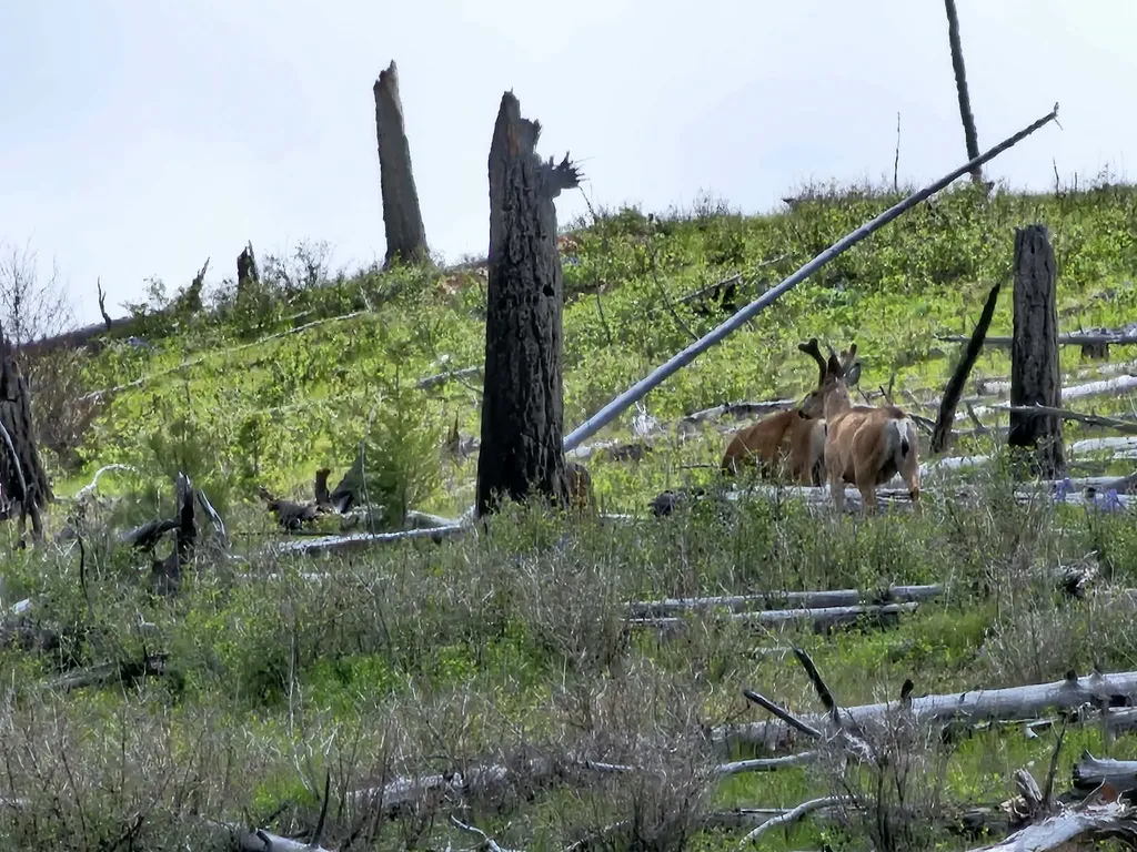Nhn Blind Creek Draw Road Conner MT 59827