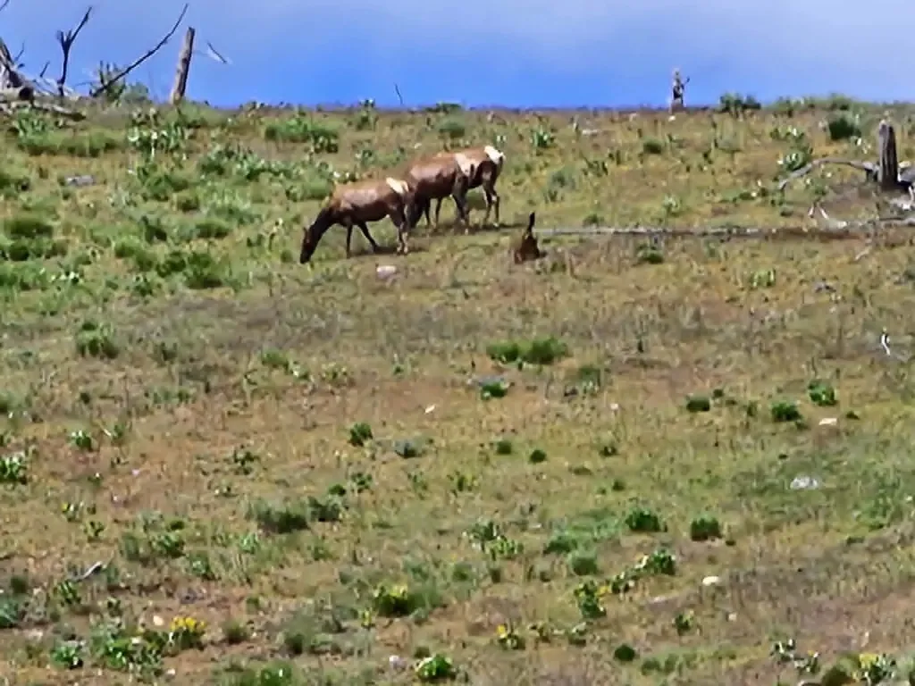 Nhn Blind Creek Draw Road Conner MT 59827