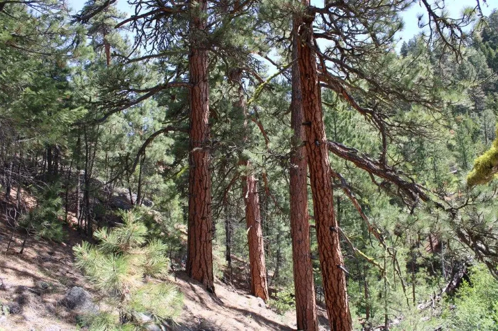 6 Pine Coulee Lane Cascade MT 59421