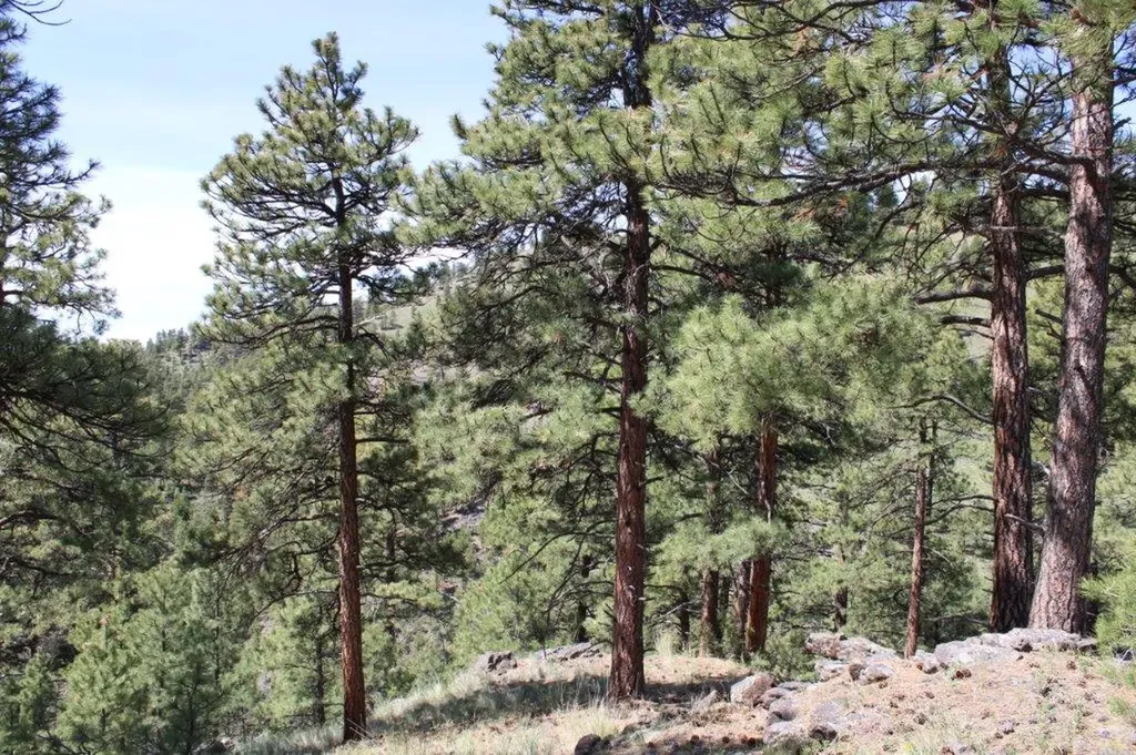 6 Pine Coulee Lane Cascade MT 59421