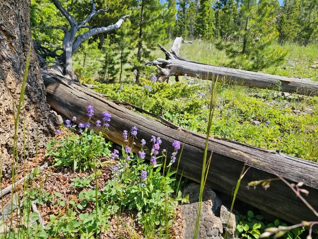 New Era Indian Creek Road Townsend MT 59644