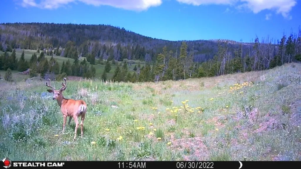 New Era Indian Creek Road Townsend MT 59644