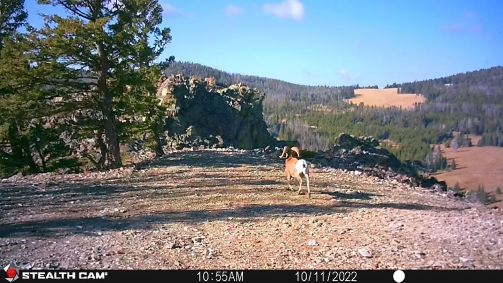Tbd Indian Creek Road Townsend MT 59644