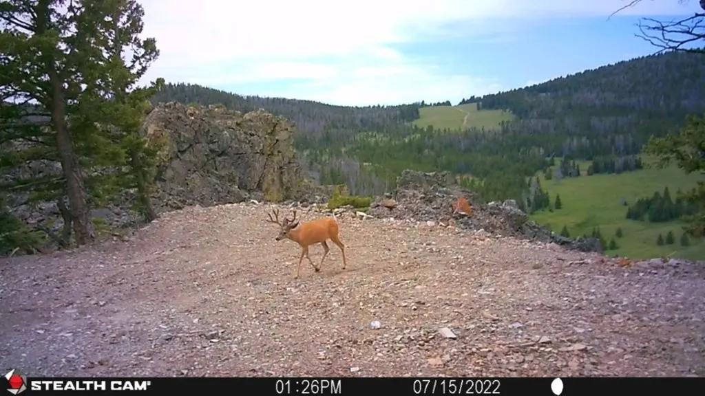 Tbd Indian Creek Road Townsend MT 59644