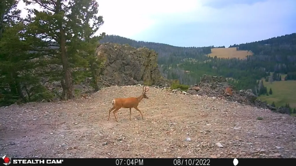 Tbd Indian Creek Road Townsend MT 59644