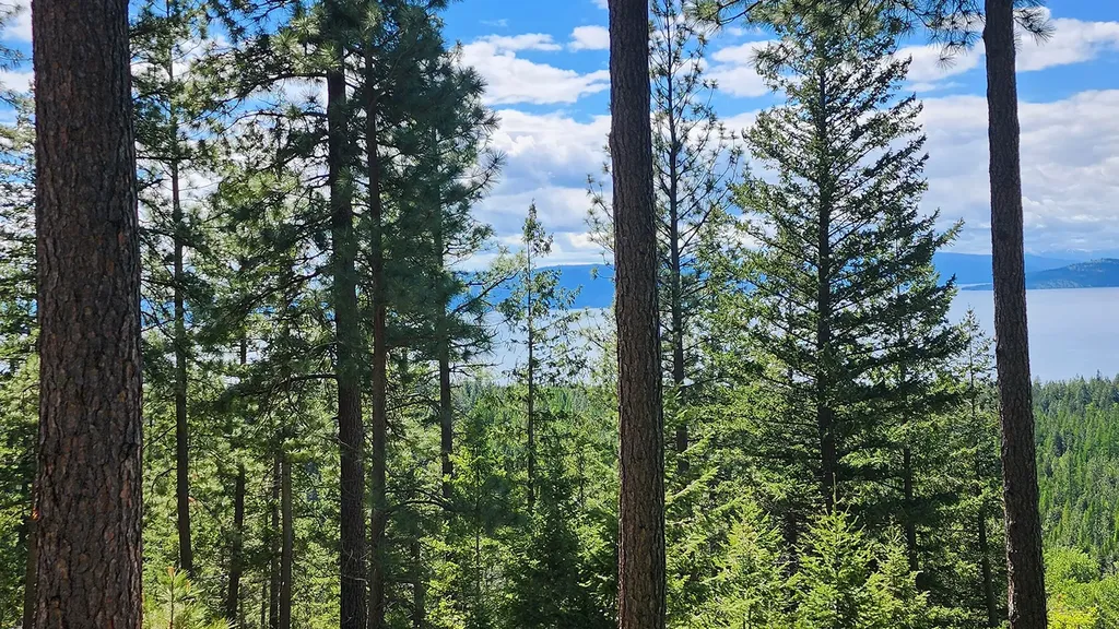 31683 Lake To Sky Drive Bigfork MT 59911