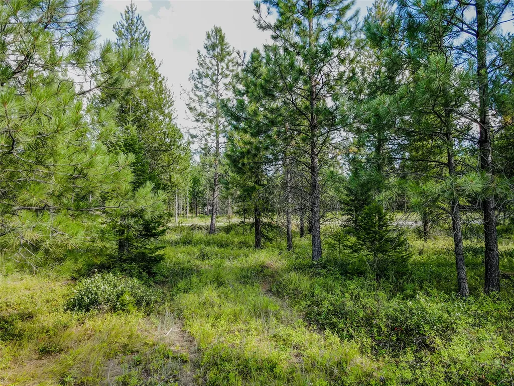 Nhn Little Bear Loop Troy MT 59935