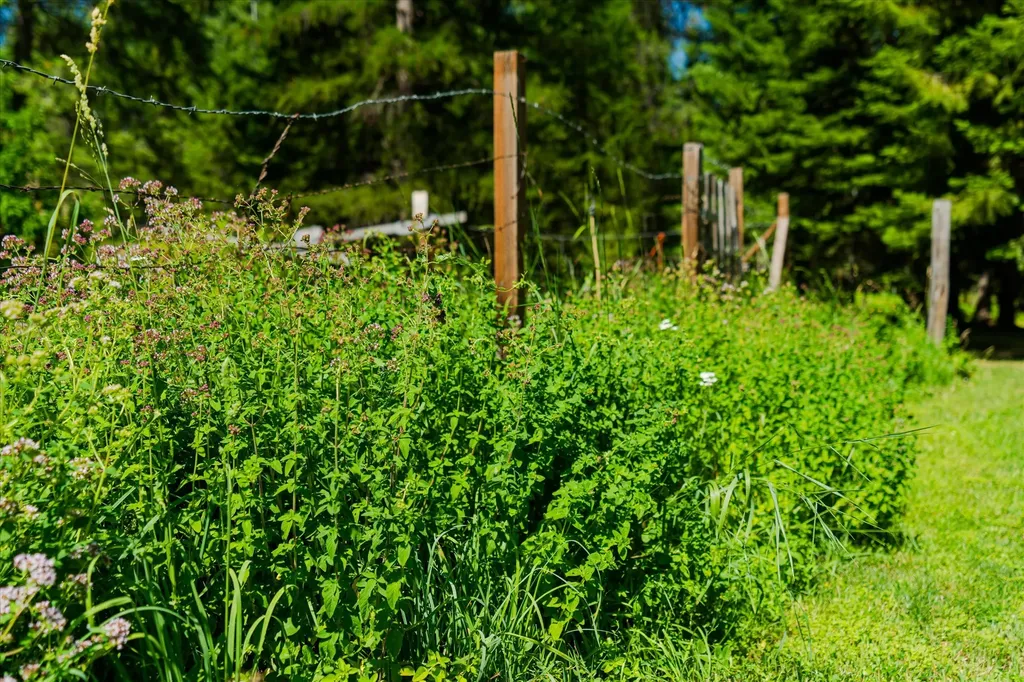36 Forest Lane Trout Creek MT 59874