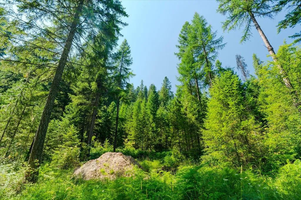 36 Forest Lane Trout Creek MT 59874