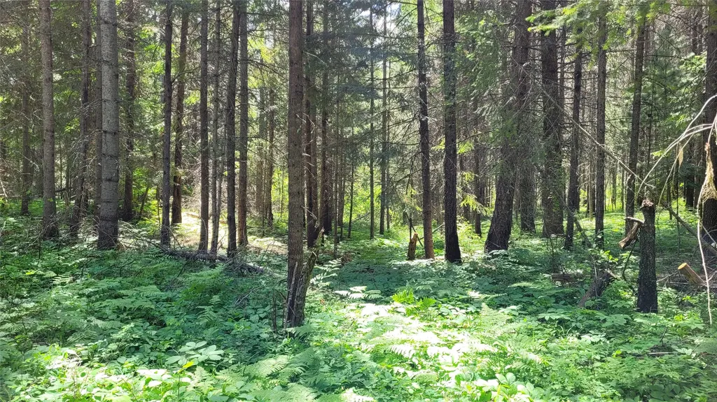 36 Forest Lane Trout Creek MT 59874