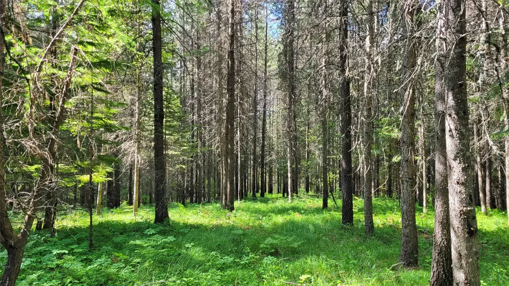 36 Forest Lane Trout Creek MT 59874