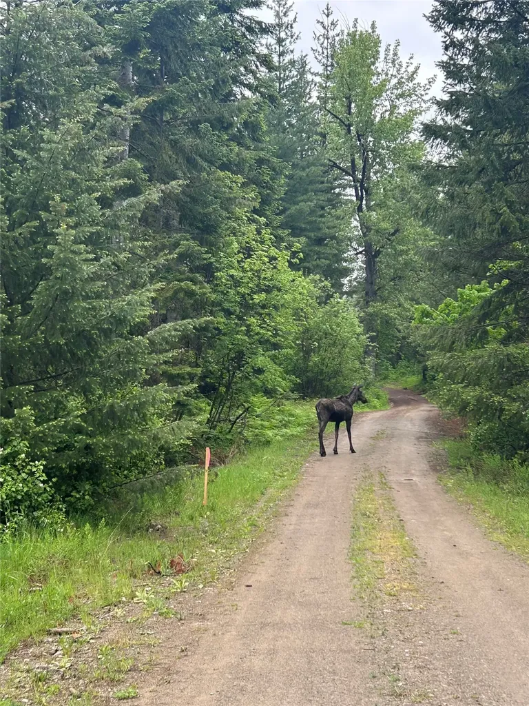 36 Forest Lane Trout Creek MT 59874