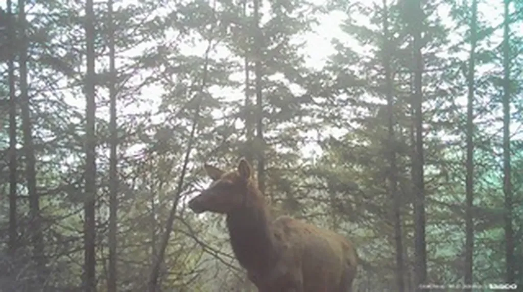 36 Forest Lane Trout Creek MT 59874