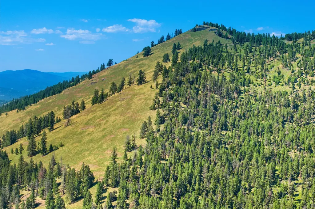 1805 Emmons Canyon Road Kila MT 59920
